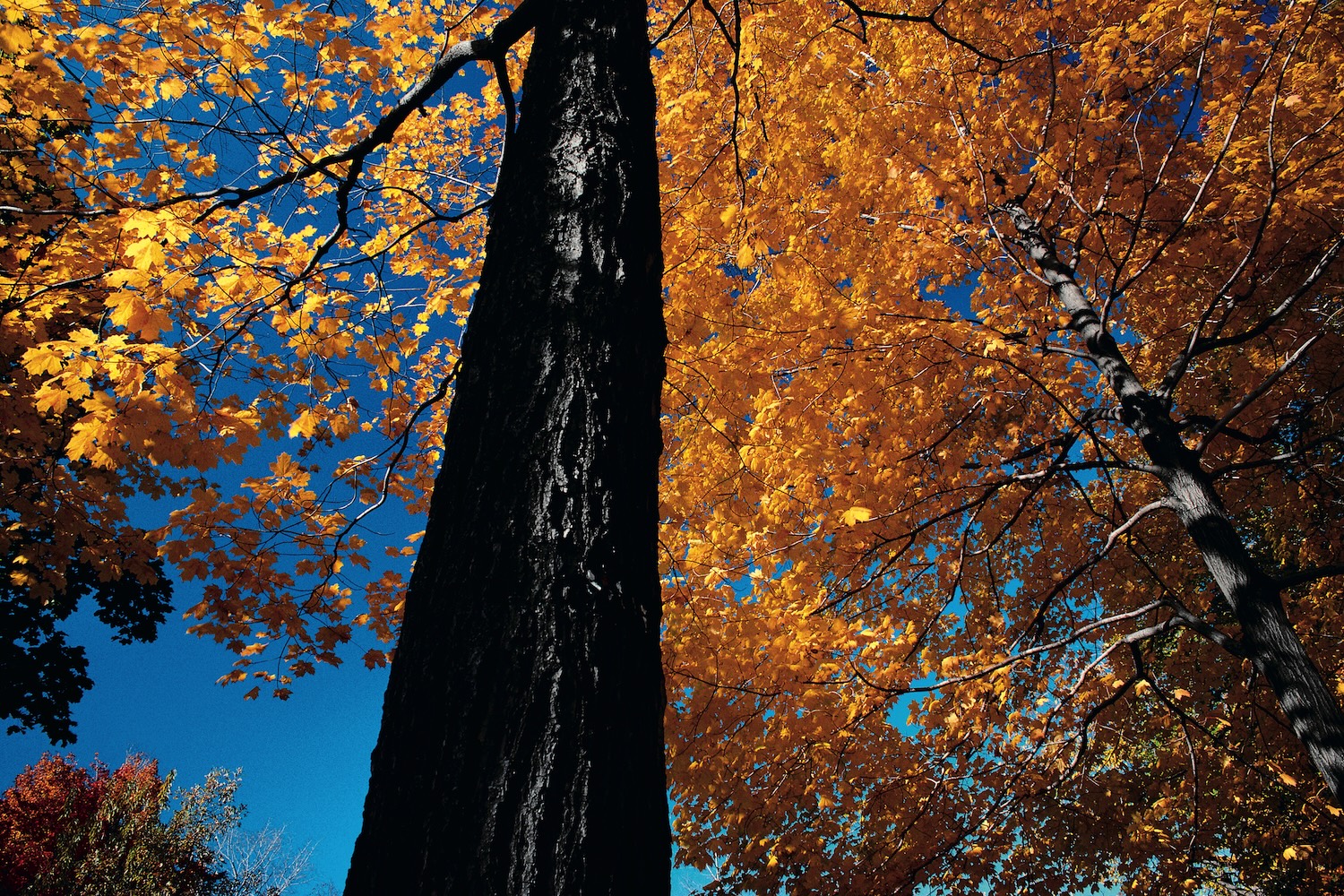 Feuerbestattungen Dülmen | Wald Baum