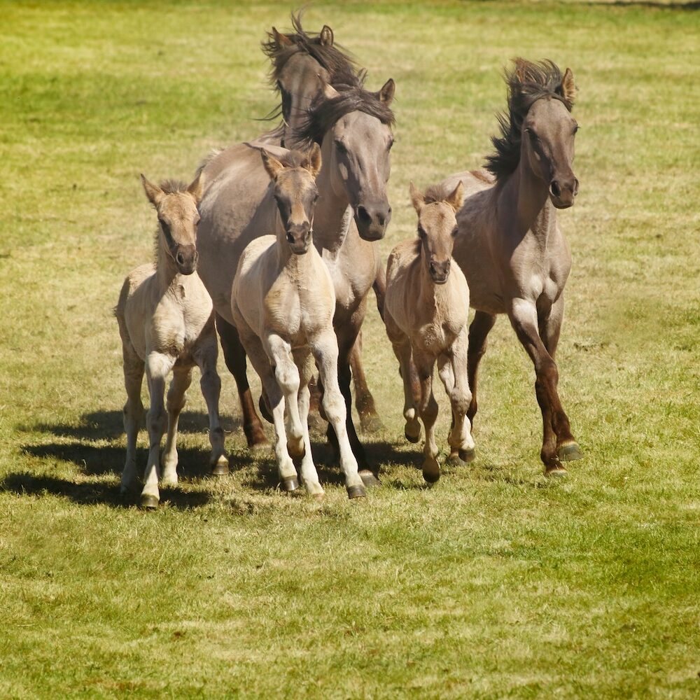 Feuerbestattungen Dülmen | 6 Wildpferde auf grünem Feld